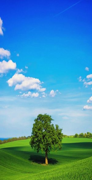 Tree and Landscape Phone Wallpaper 300x585 - Huawei P40 lite E Wallpapers