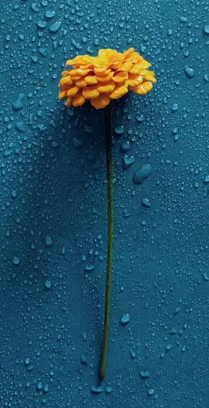Best Flowers iPhone HD Wallpapers  iLikeWallpaper