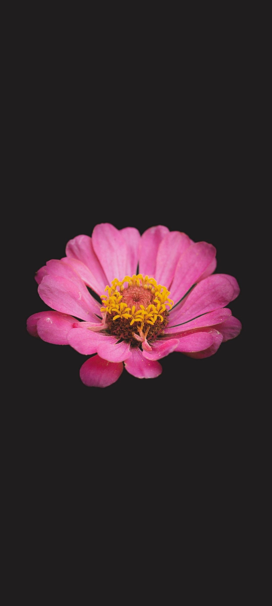 Amoled Pink Flower Wallpaper - 68