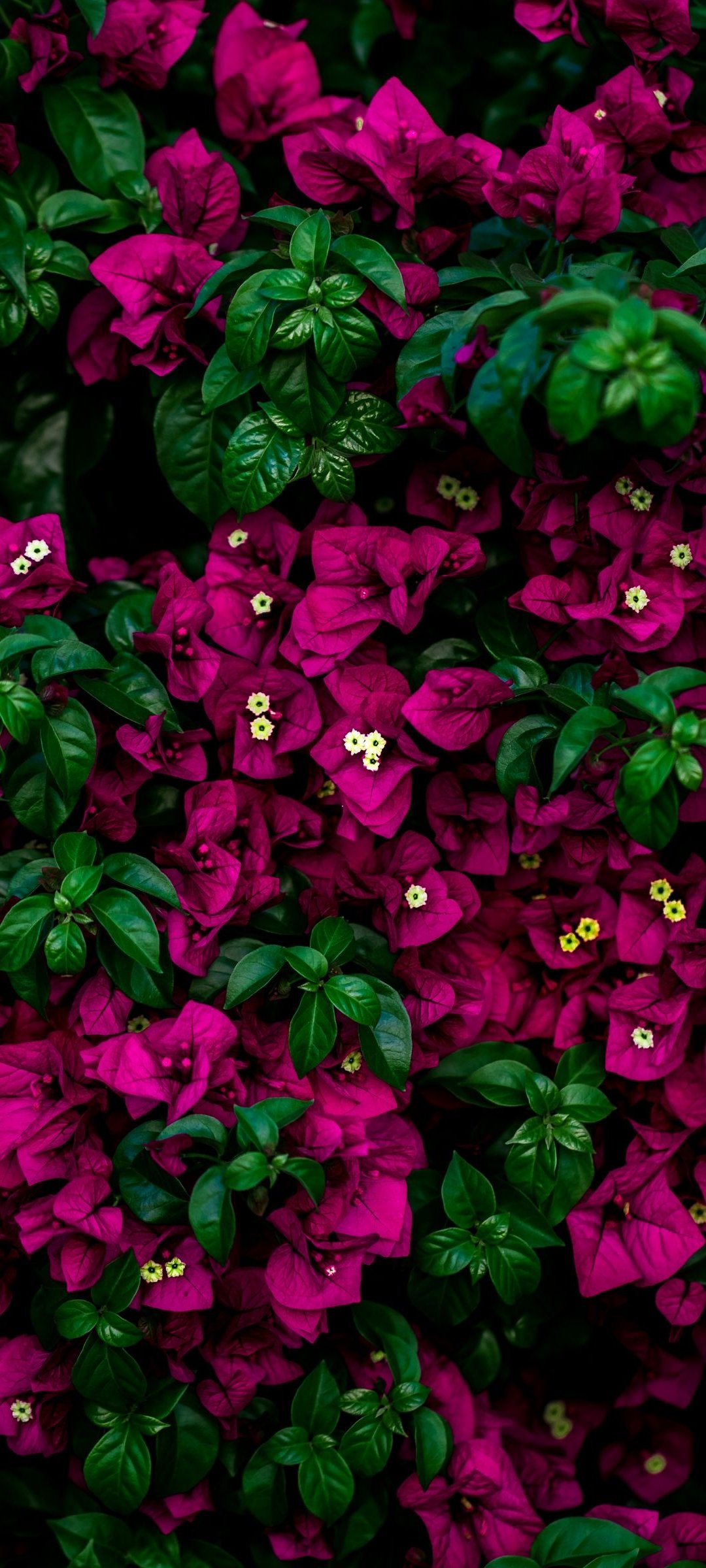 386507 Colorful Flowers Dark Background 4k  Rare Gallery HD Wallpapers