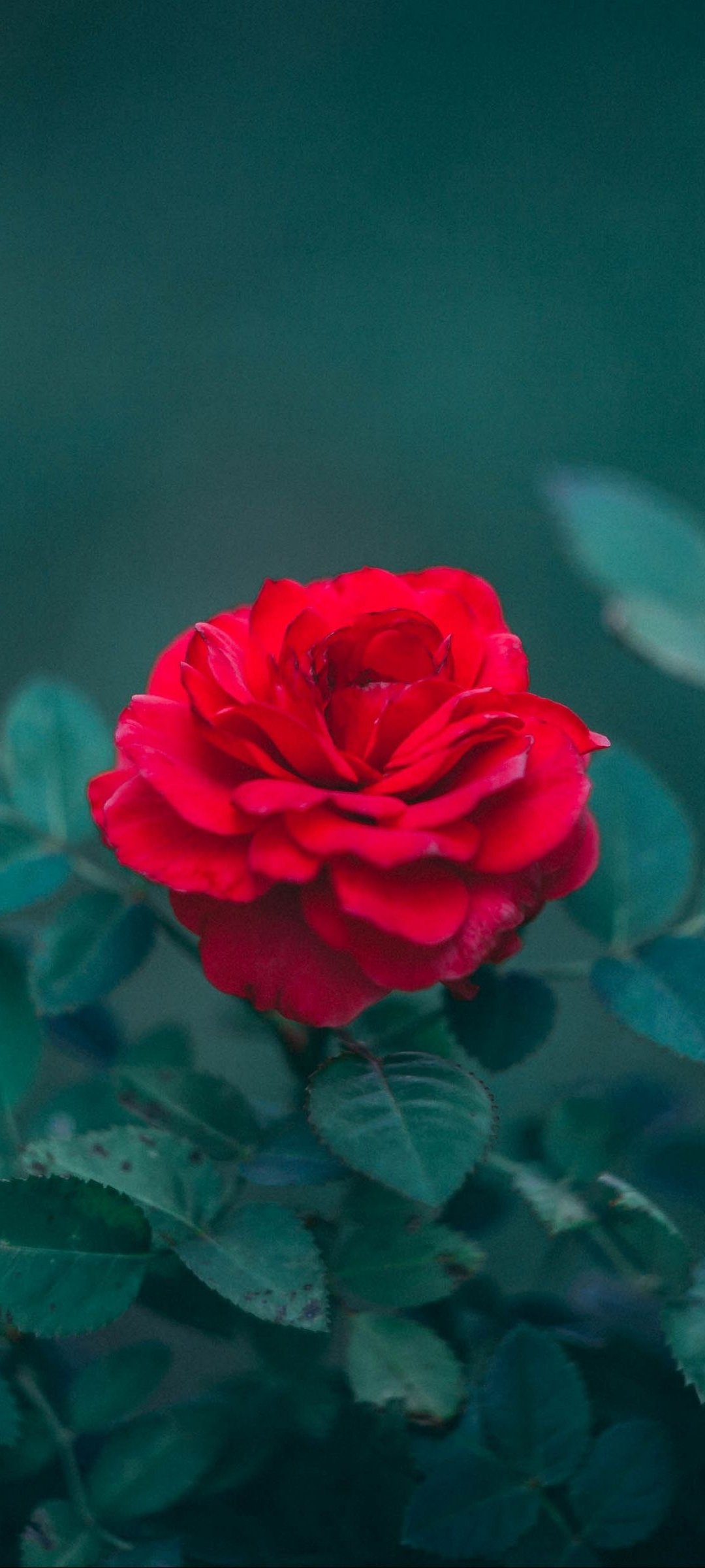 Wallpaper Rose Bud Drops Red Flower Wet  Red Rose Wallpaper Hd   3840x5760 Wallpaper  teahubio