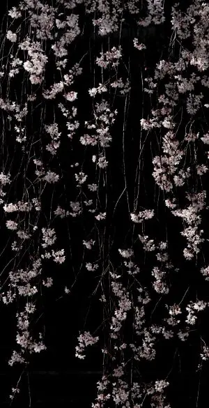Flower Phone Wallpaper 227 300x585 - Black Wallpapers