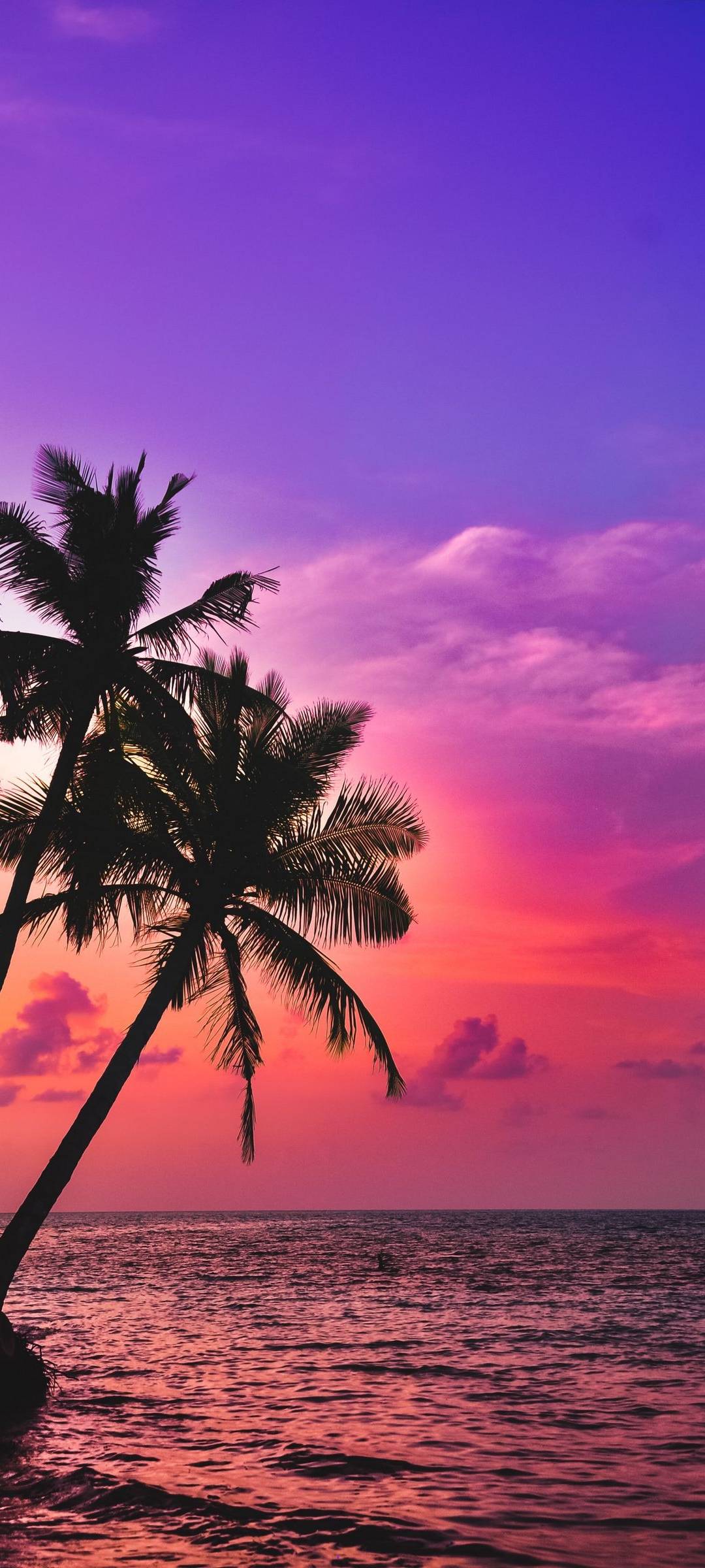 Palm Tree Sunset Pictures  Download Free Images on Unsplash