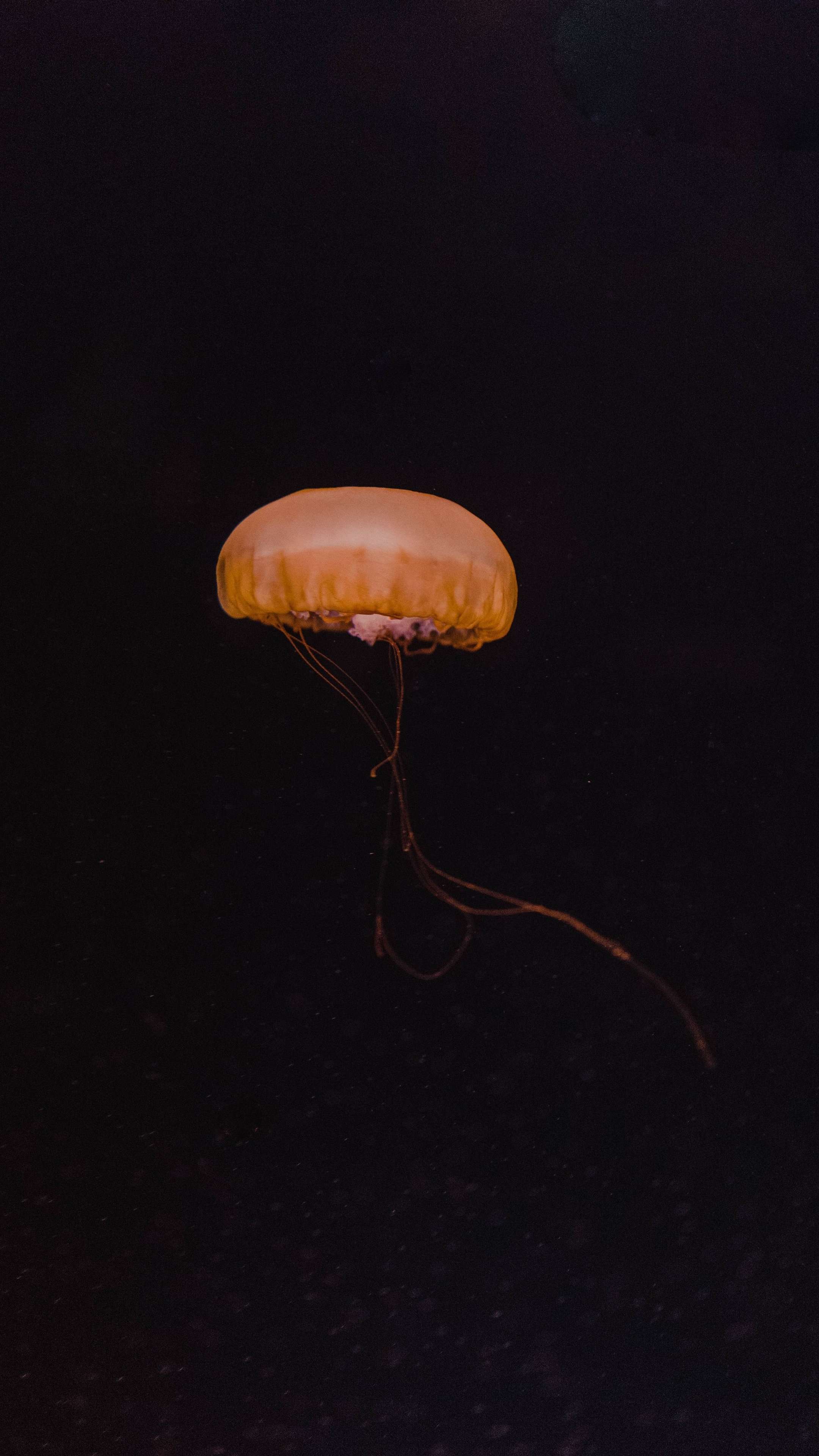 Jellyfish Wallpaper Jelly Fish  Free photo on Pixabay  Pixabay