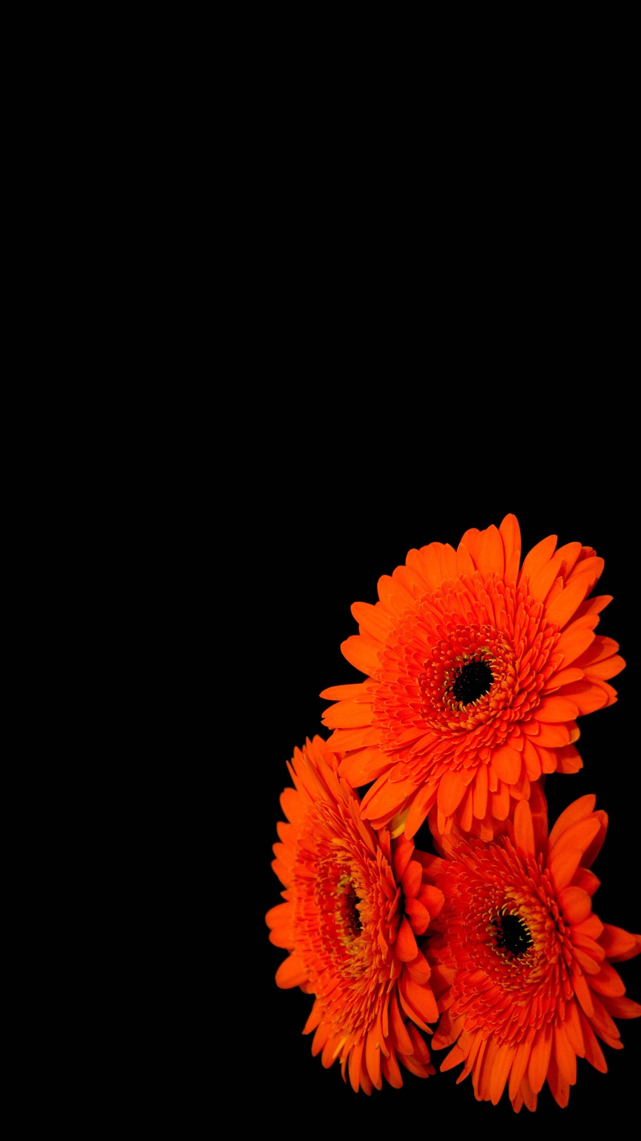 Amoled Orange Flowers 4K Phone Wallpaper