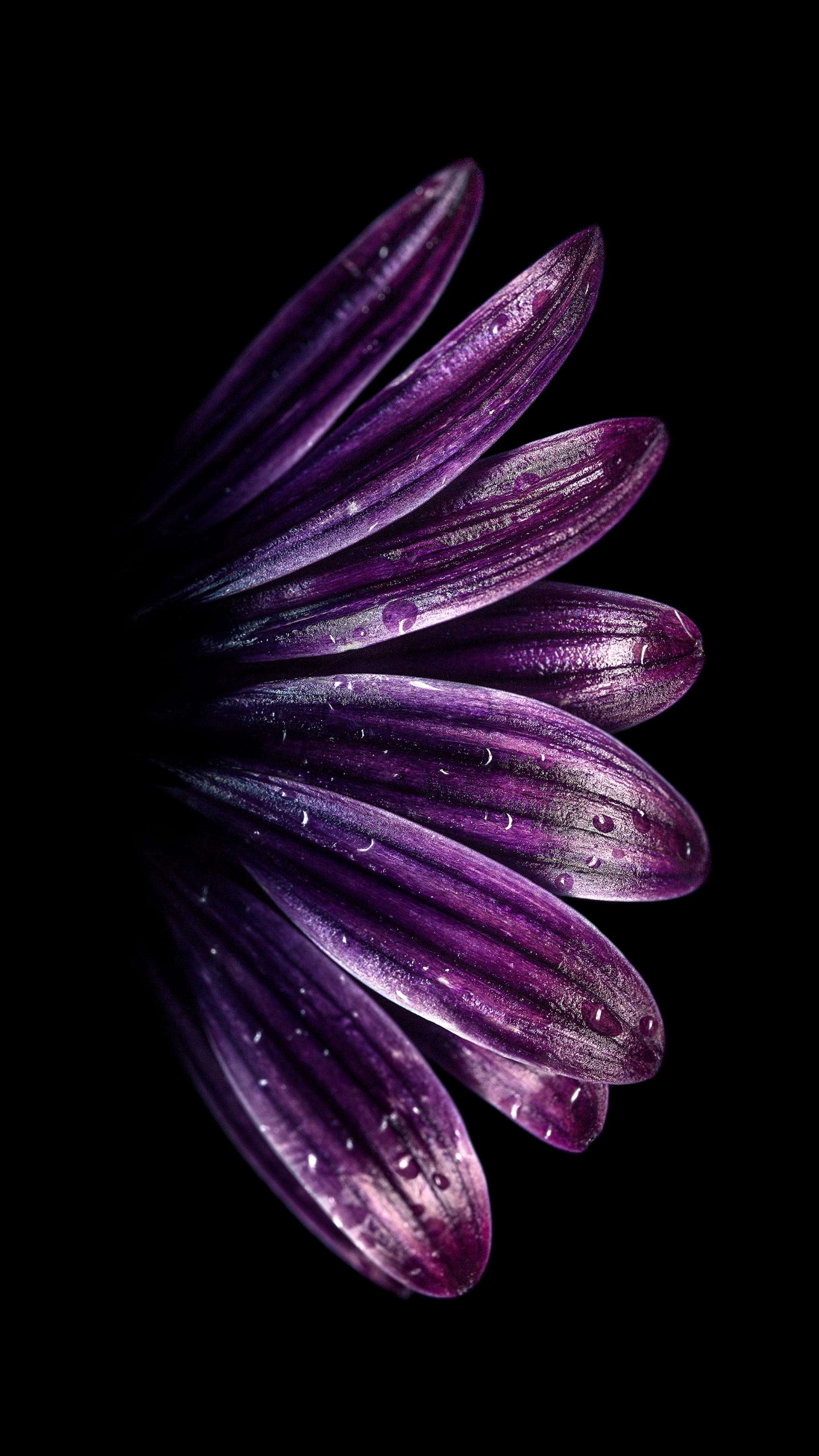 Amoled Purple Flower 4K Phone Wallpaper