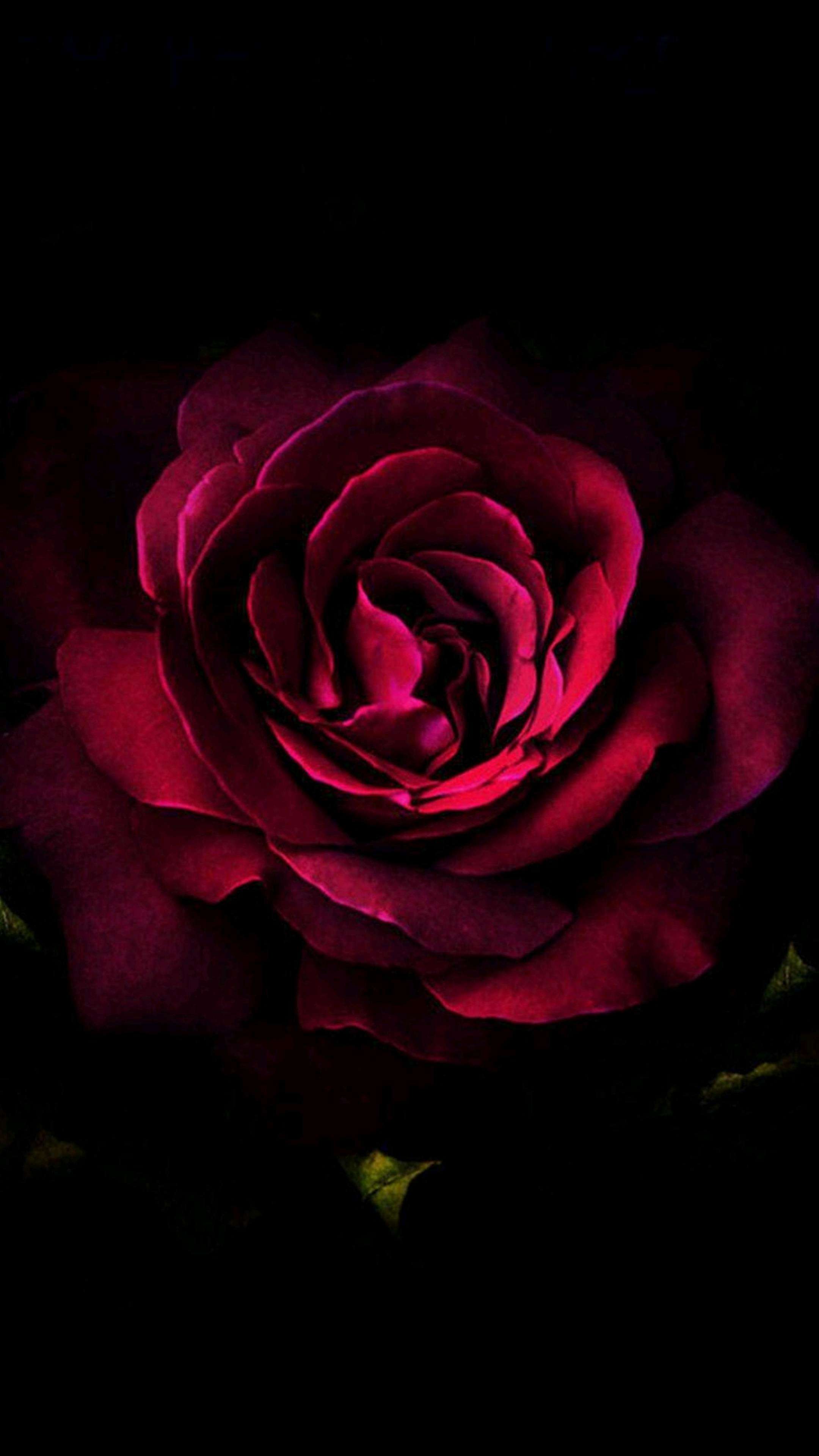 Deep red rose 4K wallpaper download