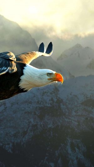Eagle Flying Over Mountain 4K Phone Wallpaper 300x533 - 4K Phone Wallpapers
