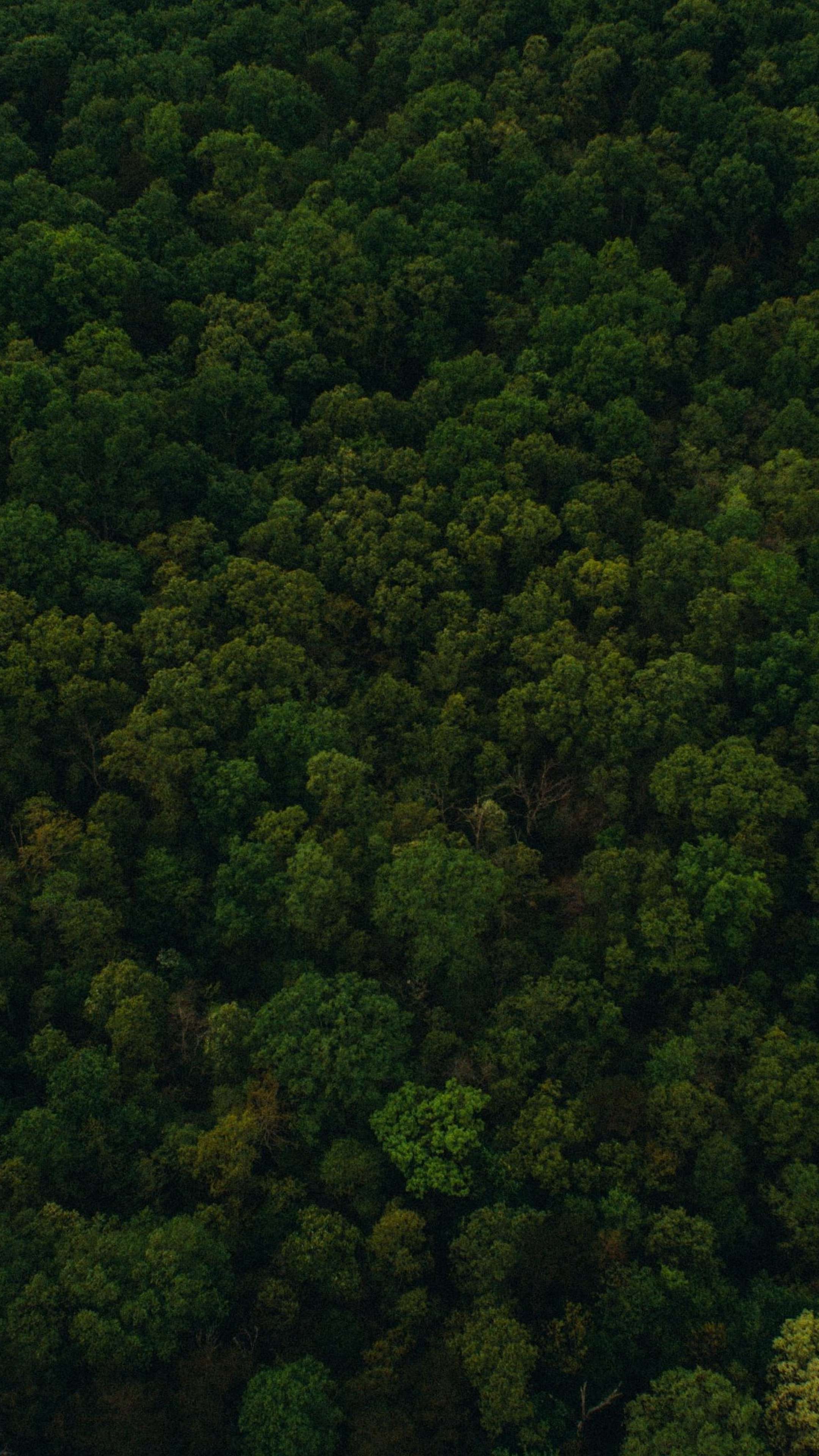 Greenery 4K wallpapers for your desktop or mobile screen free and easy to  download