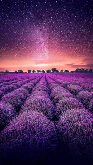 Lavender Field Starry Sky 4K Phone Wallpaper 300x533 - Aesthetic Wallpapers