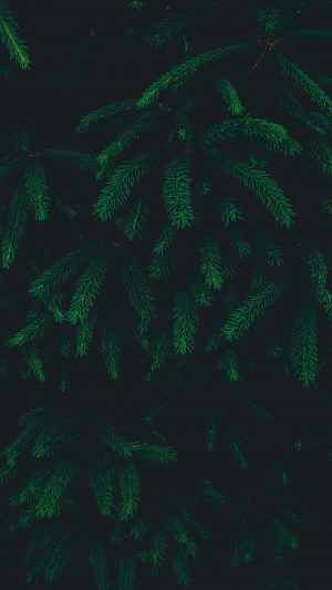 Natural Greenery Plants 4K Phone Wallpaper 300x533 - 4K Phone Wallpapers