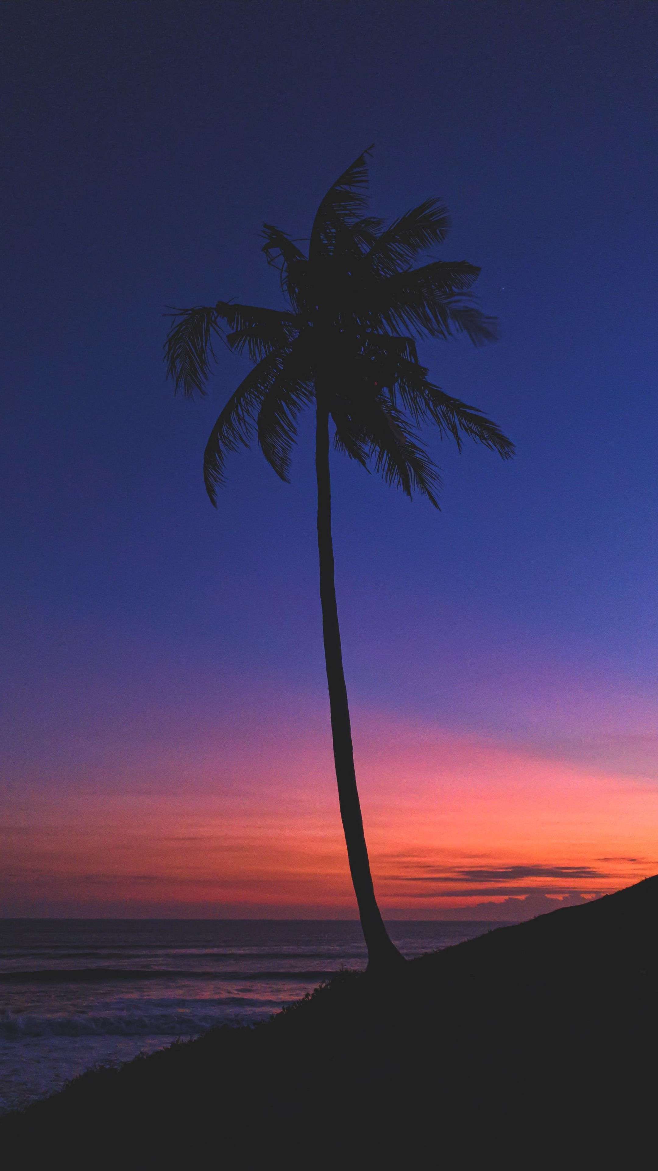 Night View Of Palm Trees 4K Phone Wallpaper