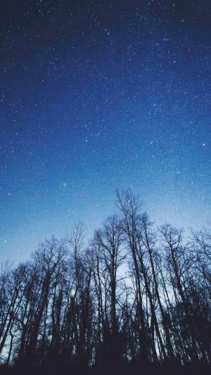 Night View Of Starry Sky Trees 4K Phone Wallpaper 300x533 - 4K Phone Wallpapers
