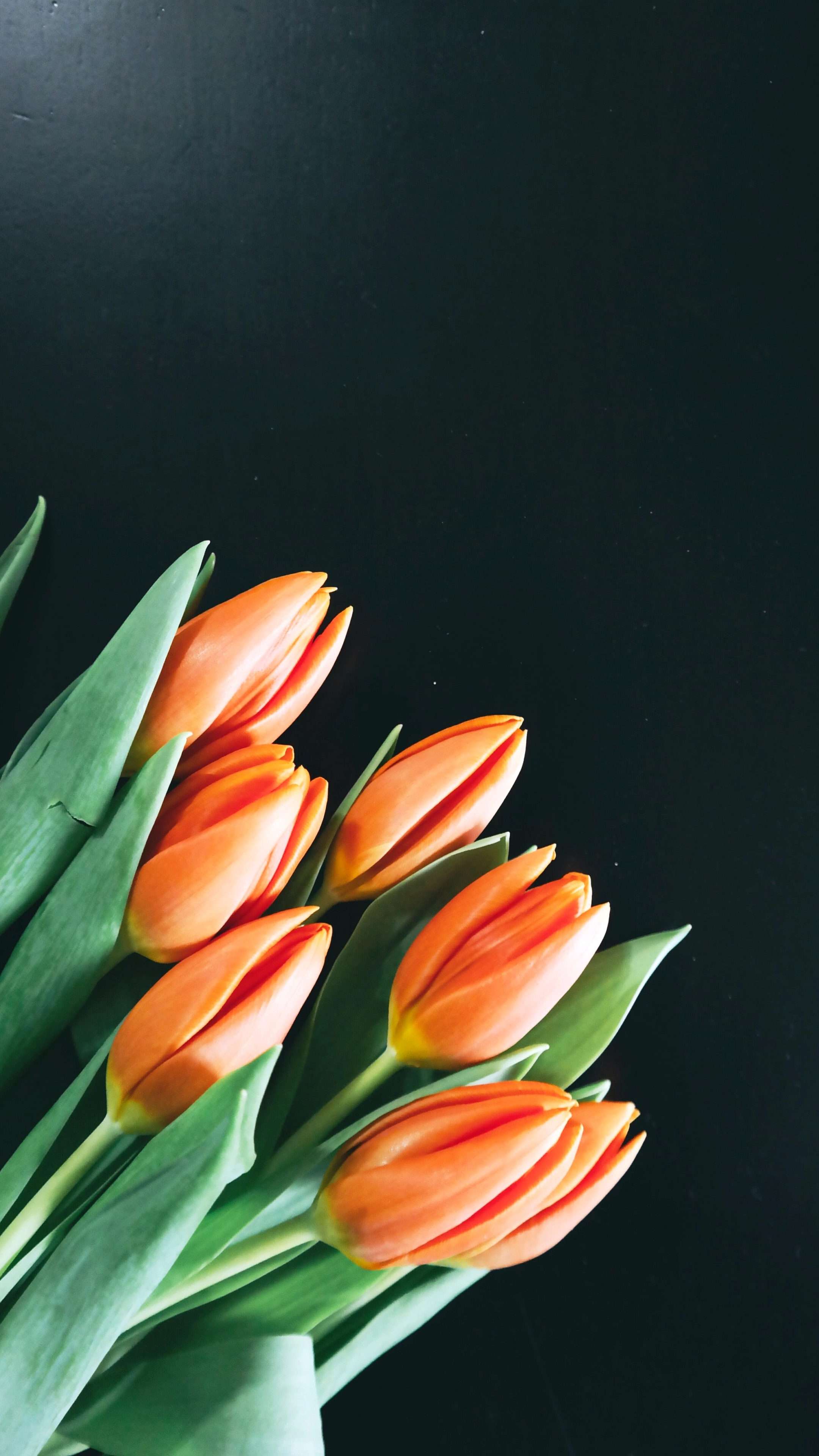 Orange Tulip Flower 4K Phone Wallpaper
