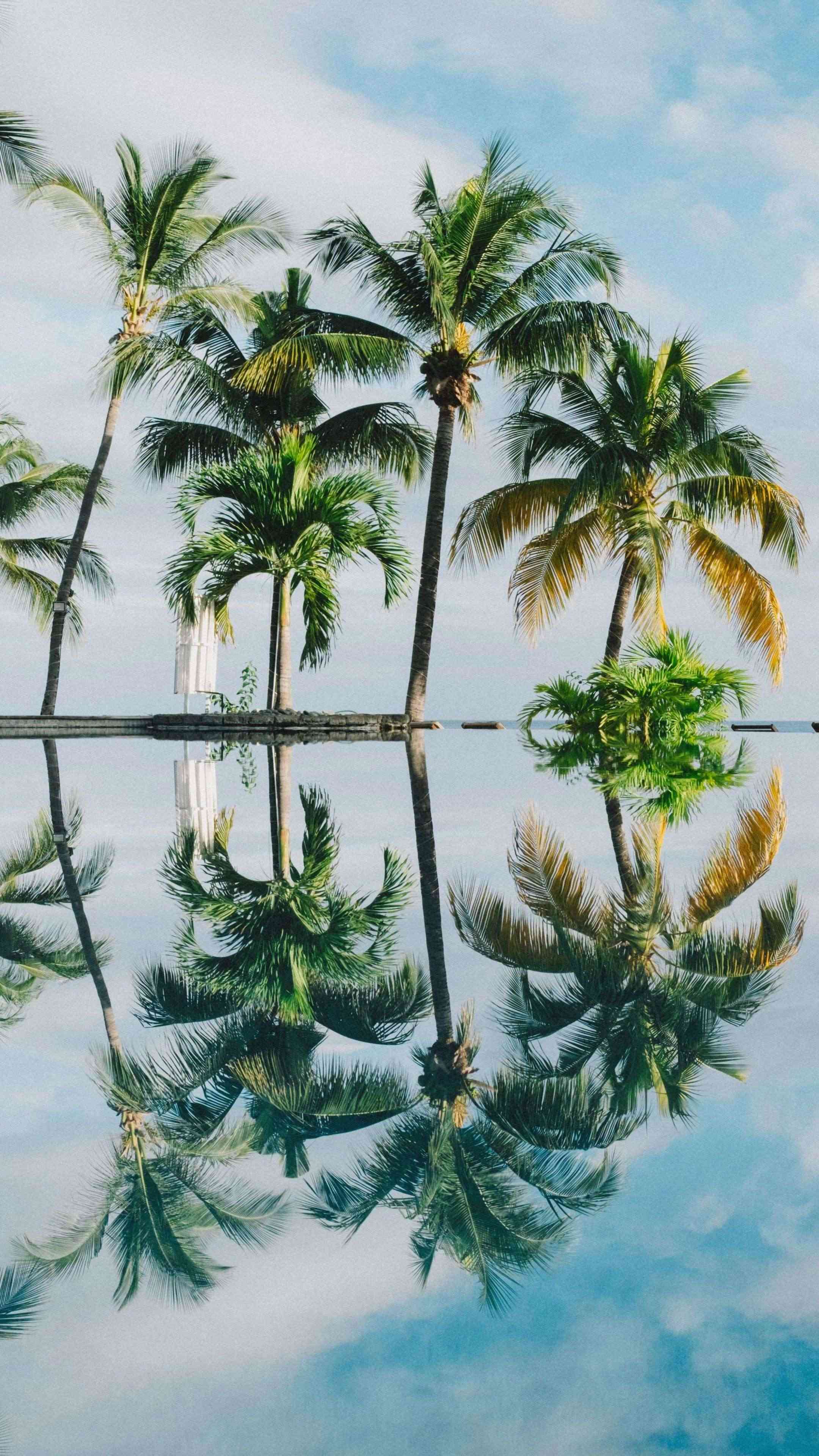 Palm Trees At Ocean 4K Phone Wallpaper