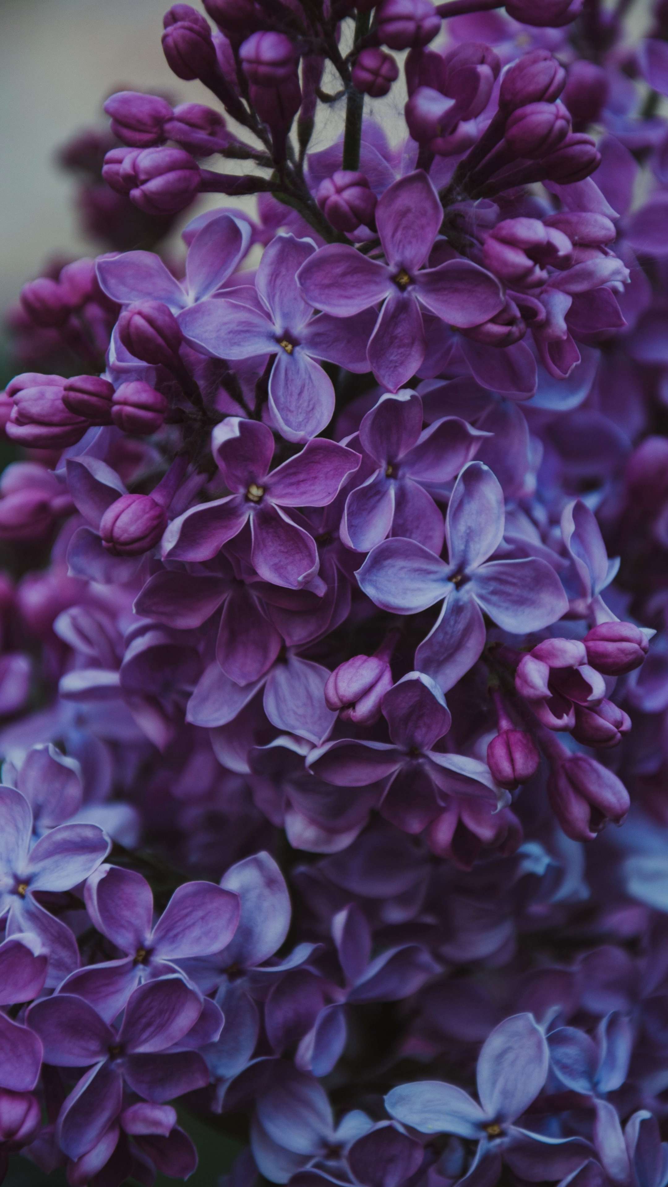 Iphone purple flower HD wallpapers  Pxfuel