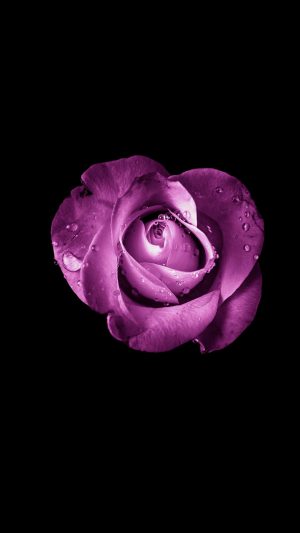 Purple Wet Rose 4K Phone Wallpaper 300x533 - Black Wallpapers