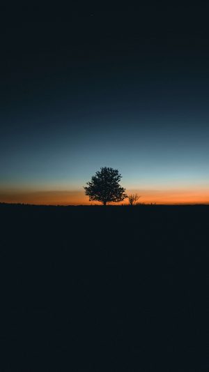 Single Tree With Sunset 4K Phone Wallpaper 300x533 - Black Wallpapers