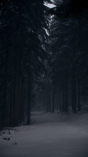 Snowy Way Between Trees 4K Phone Wallpaper 300x533 - Black Wallpapers