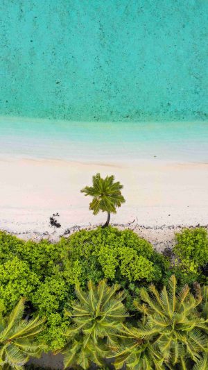 beach palm trees aerial view 300x533 - 4K Phone Wallpapers