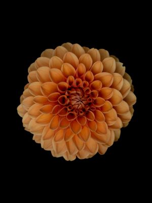 Amoled Orange Flower 4K iPad Wallpaper 300x400 - iPad Wallpapers