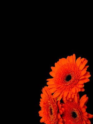Amoled Orange Flowers 4K iPad Wallpaper 300x400 - iPad Wallpapers