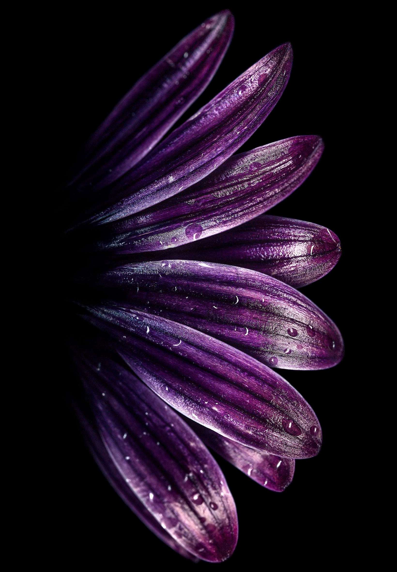 Amoled Purple Flower 4K iPad Wallpaper