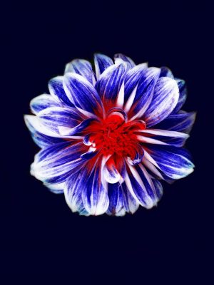 Blue White Flower 4K iPad Wallpaper 300x400 - iPad Wallpapers