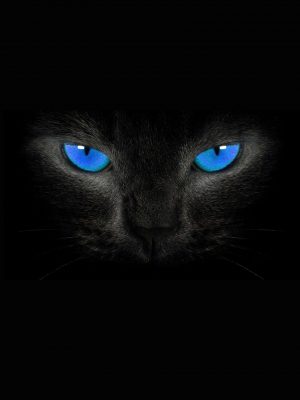 Cat Blue Eyes Dark View 4K iPad Wallpaper 300x400 - iPad Wallpapers