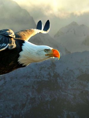 Eagle Flying Over Mountain iPad Wallpaper 300x400 - iPad Wallpapers