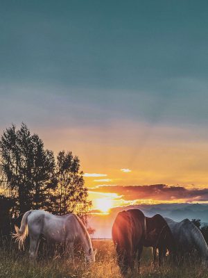 Horses With Sunset iPad Wallpaper 300x400 - iPad Wallpapers