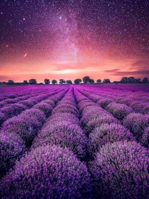 Lavender Field Starry Sky iPad Wallpaper 300x400 - iPad Wallpapers