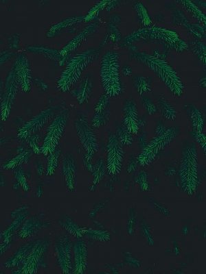 Natural Greenery Plants iPad Wallpaper 300x400 - iPad Wallpapers