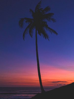 Night View Of Palm Trees iPad Wallpaper 300x400 - iPad Wallpapers