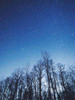 Night View Of Starry Sky Trees iPad Wallpaper 300x400 - iPad Wallpapers