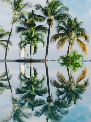 Palm Trees At Ocean iPad Wallpaper 300x400 - iPad Wallpapers