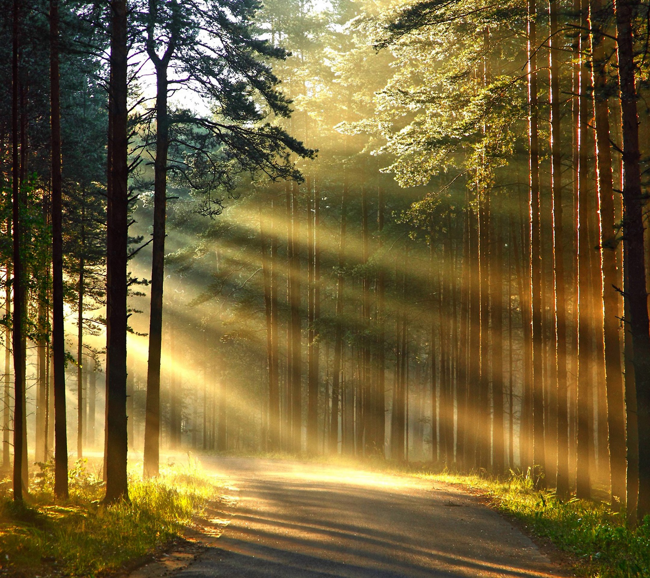 Лучик солнца блеснул из за леса. Солнечный лес. Солнечные лучи в лесу. Лучи солнца в лесу. Лучи света в лесу.