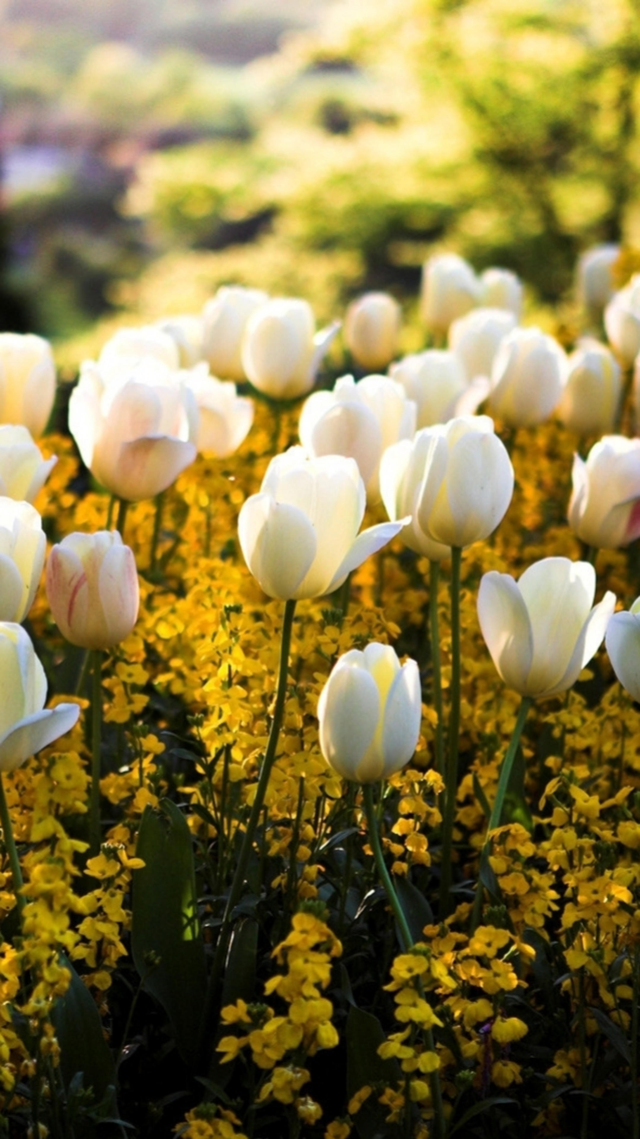 Фото весны красивые на заставку телефона. Весенние цветы. Природа цветы.