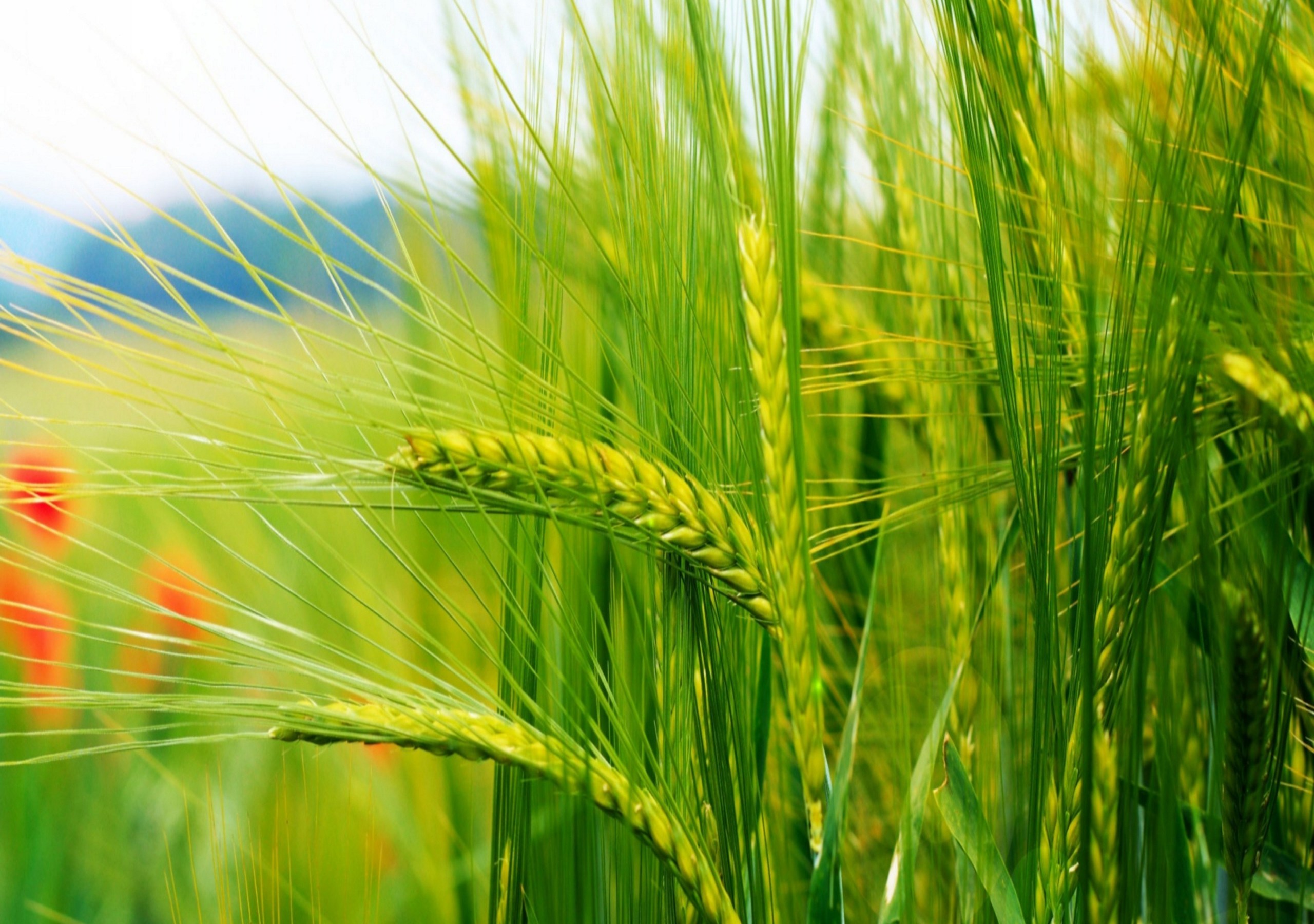 Про жито. Пшеница. Красивое поле зеленой пшеницы. Луговые травы колоски. Поле Колосков.