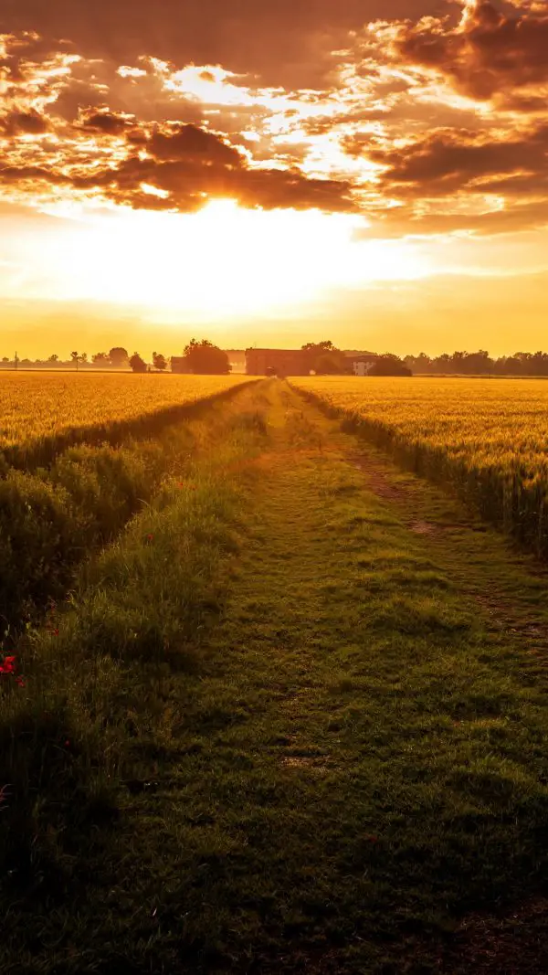 Field Path Sunset Wallpaper - [1080x1920]