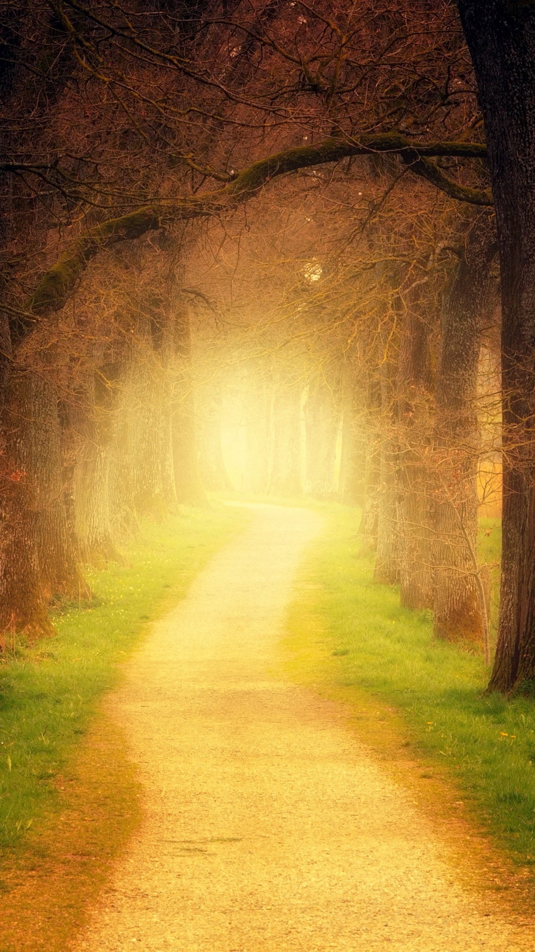 Forest Path Sunlight Wallpaper 1080x1920