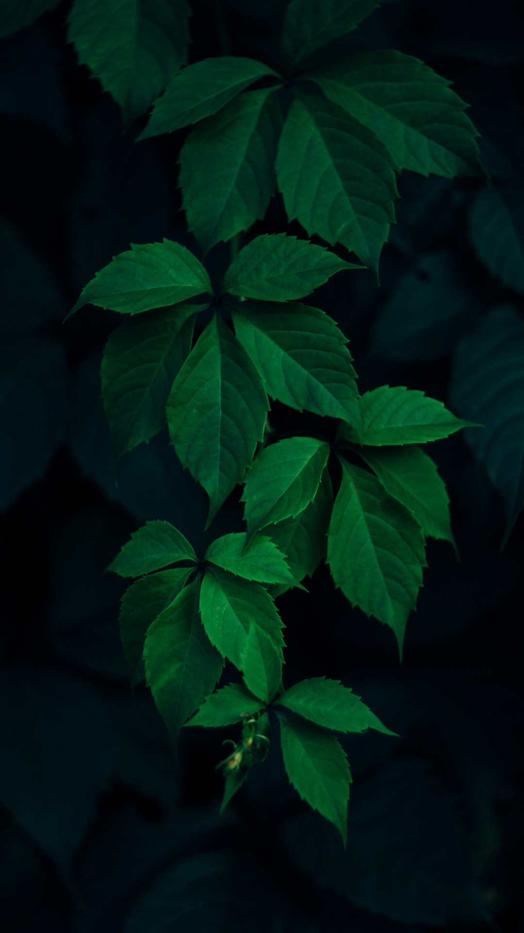 Leaves Green Branches Dark Wallpaper - [1080x1920]