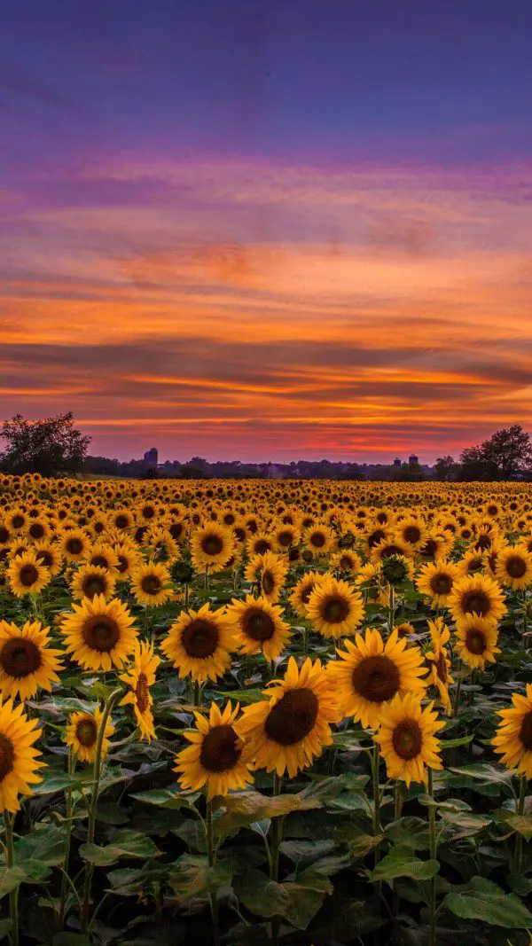 Sunflowers Field Sunset Wallpaper - [1080x1920]