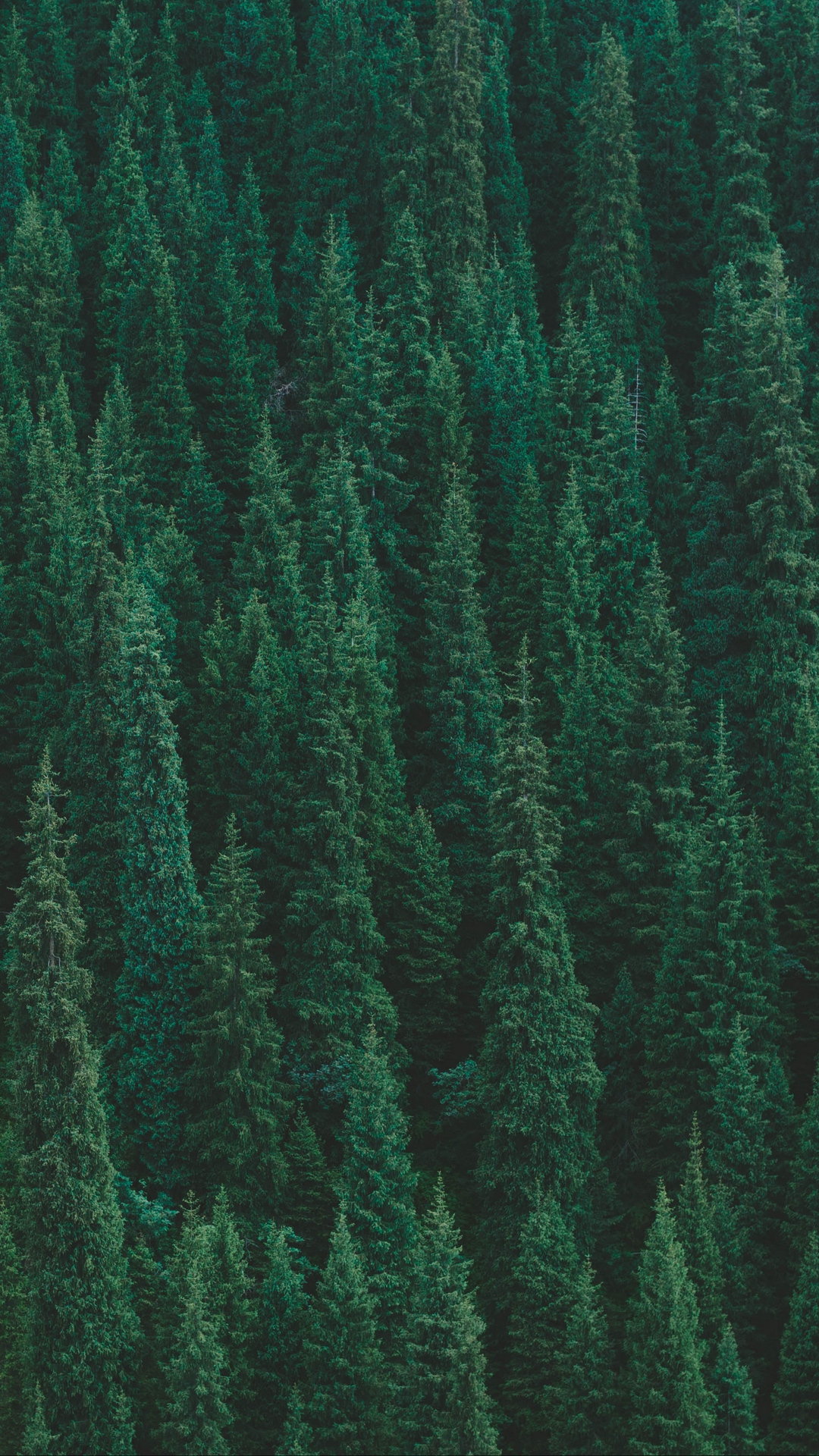 Green Forest Aesthetic Wallpapers  Green Aesthetic Wallpapers